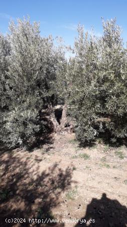 VENTA DE FINCA EN VICUÑA - GRANADA