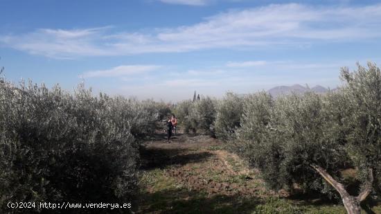 VENTA DE FINCA EN VICUÑA - GRANADA