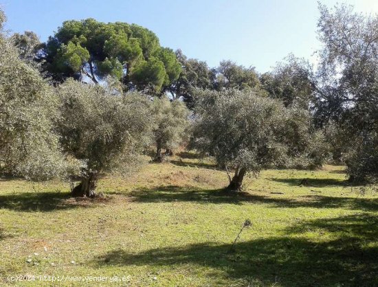 SE VENDE FINCA RUSTICA EN VENTA EN VALDELARCO (HUELVA) ESPAÑA. - Valdelarco