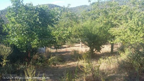 SE VENDE FINCA RUSTICA EN VENTA EN JABUGO (HUELVA) ESPAÑA. - Jabugo