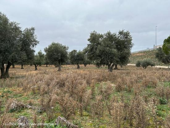 TERRENO RUSTICO EN PERALES DE TAJUÑA. - MADRID