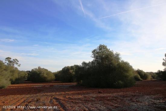 más de 60000m2 de terreno a 5 minutos de Campos - BALEARES