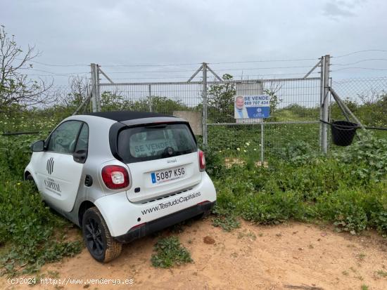  FINCA RÚSTICA DE FRUTALES SECANOS - SEVILLA 