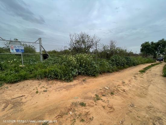 FINCA RÚSTICA DE FRUTALES SECANOS - SEVILLA