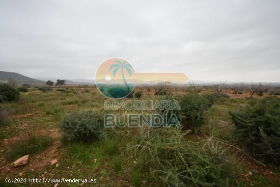 TRES TERRENOS, UNO CON CASA DERRUIDA, ACCESIBLES A LUZ Y AGUA Y CON DERECHO A POZO. - MURCIA