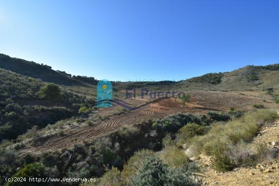 TERRENO AGRARIO CON POSIBILIDADES EN LA ZONA DE LAS BALSICAS EN VENTA - MURCIA