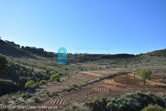 TERRENO AGRARIO CON POSIBILIDADES EN LA ZONA DE LAS BALSICAS EN VENTA - MURCIA