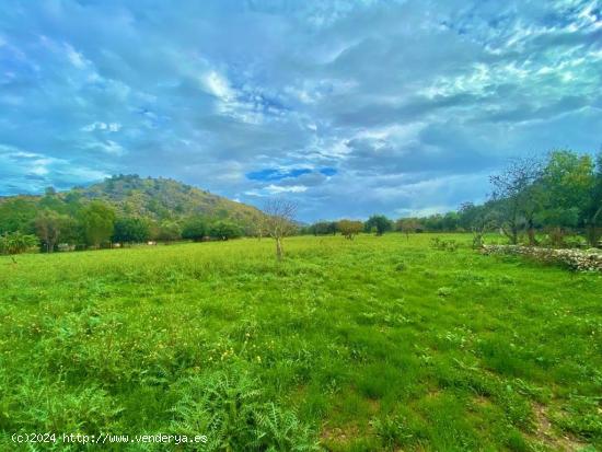 Finca rústica con caseta y 6000m2 para tus proyectos de campo - BALEARES