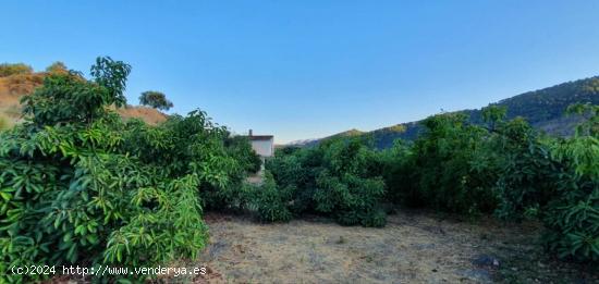 Finca Rústica regadío en Yunquera - MALAGA