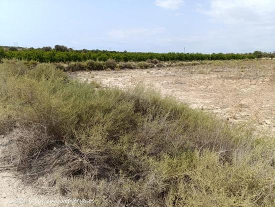 Parcela en Elche pedanias con vistas despejadas - ALICANTE