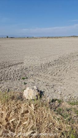 Finca de arroz  en el DELTA DEL EBRO de5.135 m2,  en plena producción - TARRAGONA