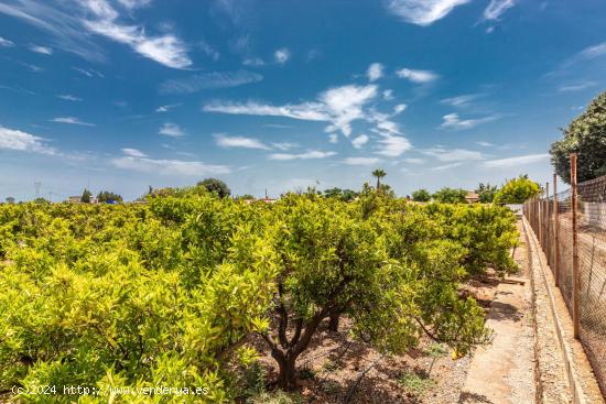  TERRENO RUSTICO EN PARTIDA PINELLA (VILA-REAL) - CASTELLON 