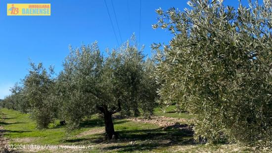  Buen olivar a pie de carretera. - CORDOBA 