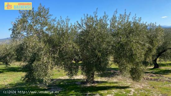 Buen olivar a pie de carretera. - CORDOBA