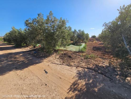  TERRENO DE REGADIO EN LOS CANOVAS - MURCIA 