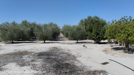  Terreno Rústico - El Panderón, Molina de Segura - MURCIA 