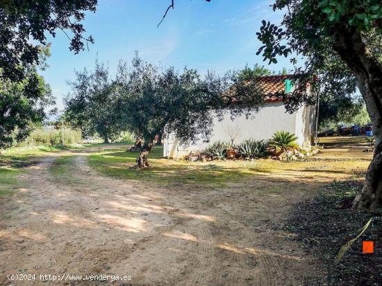 FINCA RUSTICA CON CASA EN AMPOSTA (TARRAGONA) - TARRAGONA