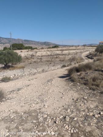 Terreno rústico en Torre del Rico, Jumilla - MURCIA