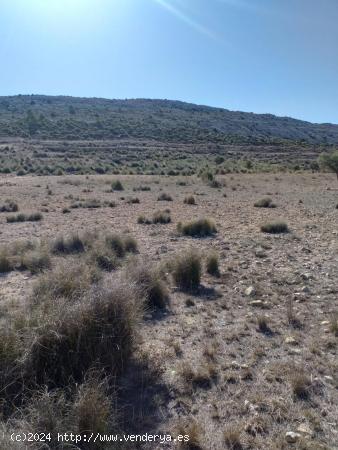 Terreno rústico en Torre del Rico, Jumilla - MURCIA