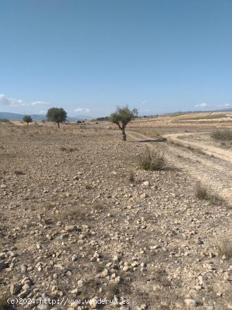 Terreno rústico en Torre del Rico, Jumilla - MURCIA