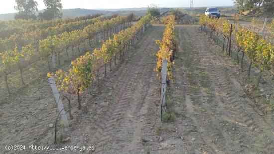  FINCA RUSTICA PLANTADA DE VIÑEDOS. FERMOSELLE - ZAMORA 