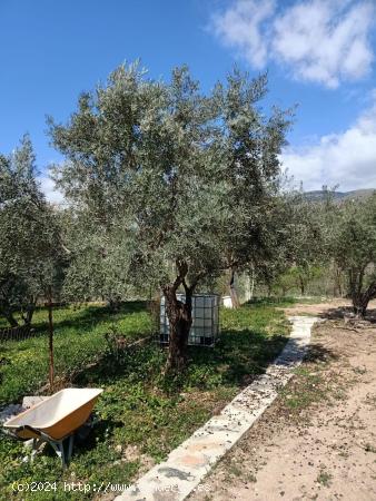 Terreno rural en Fondon de 2500 metros con cortijo - ALMERIA