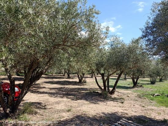 Terreno rural en Fondon de 2500 metros con cortijo - ALMERIA