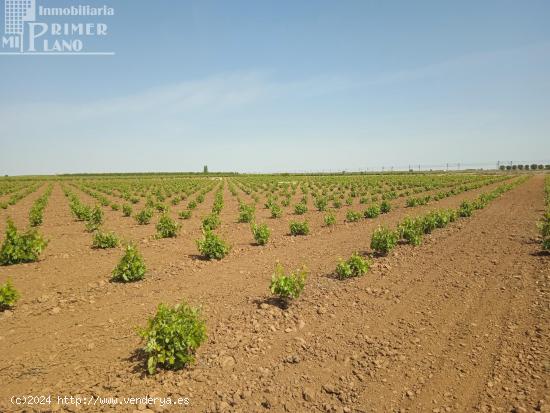 Se venden 8 hectareas de viña de regadio en Socuellamos - CIUDAD REAL