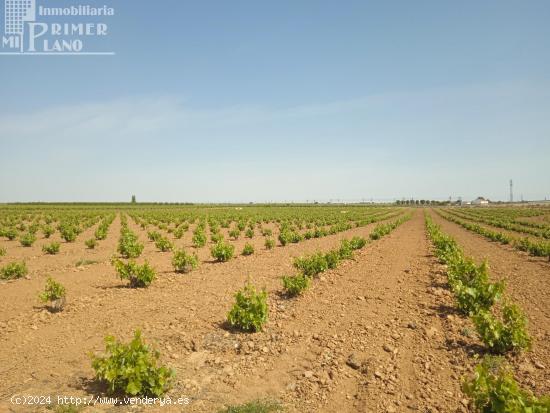 Se venden 8 hectareas de viña de regadio en Socuellamos - CIUDAD REAL