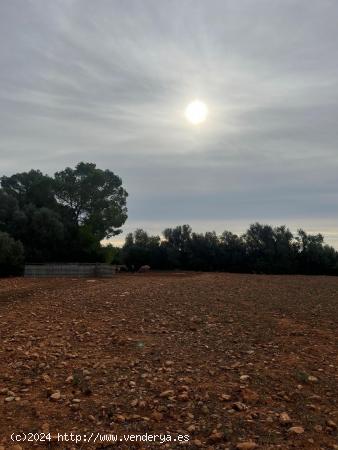 SE VENDE TERRENO RUSTICO EDIFICABLE EN LLUCMAJOR - BALEARES