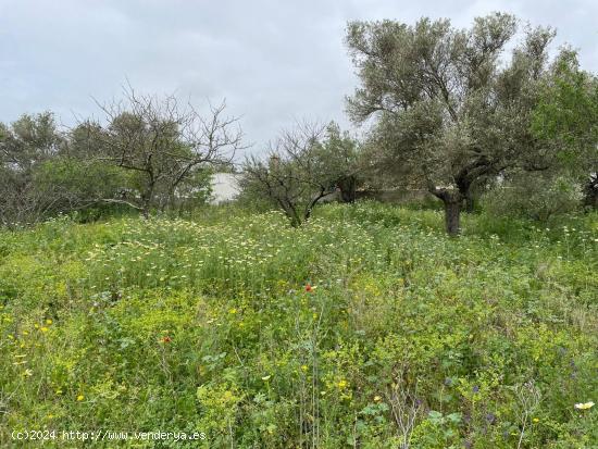 PARCELA SEGREGADA EN MARQUESADO CON CONSTRUCCIÓN REGISTRADA PARA REFORMAR - CADIZ