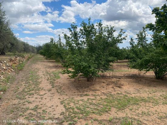 Se vende Finca Rustica con Masia y abundante agua en Reus - TARRAGONA