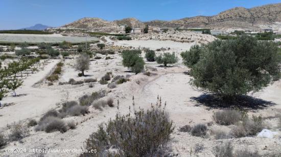 Terreno con Olivos - La Espada, Molina de Segura - MURCIA