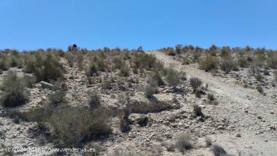 Terreno con Olivos - La Espada, Molina de Segura - MURCIA