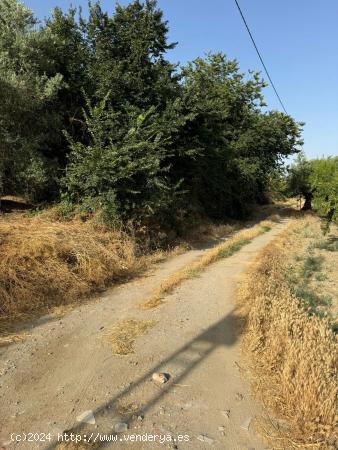  TERRENO RUSTICO EN OTURA - GRANADA 