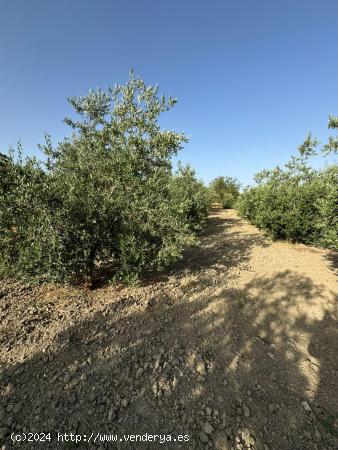 TERRENO RUSTICO EN OTURA - GRANADA