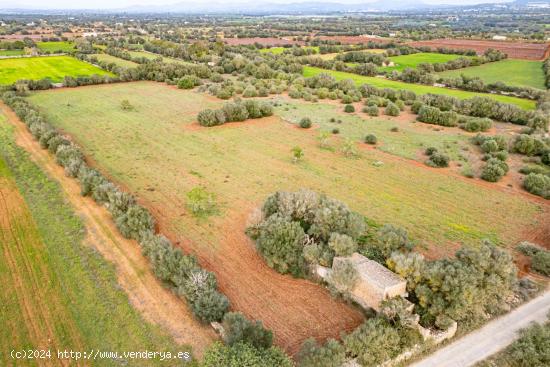  FINCA RÚSTICA CON CASA DE PIEDRA, ENTRE FELANITX Y PORRERES - BALEARES 