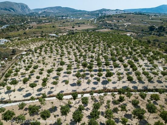 SUPER GRAN PARCELA RURAL PLANA CERCA DE BENISSA EN LA COSTA BLANCA EN ESPAÑA. - ALICANTE