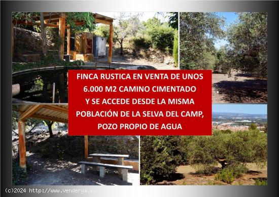  FINCA RUSTICA N LA SELVA DEL CAMP CON UNOS 6.000 M2, POZO PROPIO DE AGUA, 2º POZO COMPARTIDO - TARR 