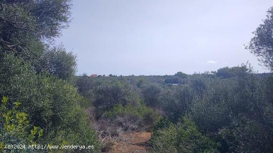  Exclusivo terreno en Porto Colom con vista mar - BALEARES 