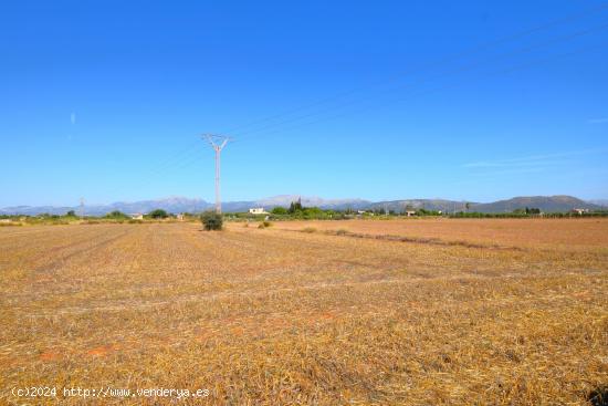  Finca rústica con posibilidad de vivienda en  Muro - BALEARES 