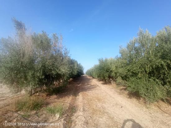 Terreno vallado con agua de regadío - MURCIA