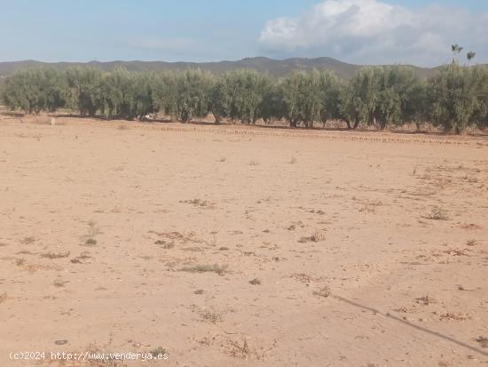 Terreno vallado con agua de regadío - MURCIA