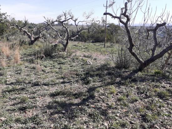 TERRENO CON PROYECTO EN CASTELLVELL DEL CAMP - TARRAGONA