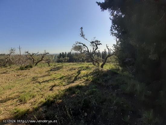 TERRENO CON PROYECTO EN CASTELLVELL DEL CAMP - TARRAGONA