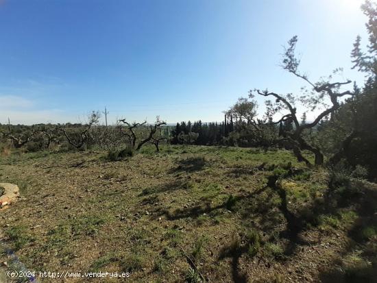 TERRENO CON PROYECTO EN CASTELLVELL DEL CAMP - TARRAGONA