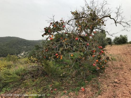 Terreno Agrario - TARRAGONA