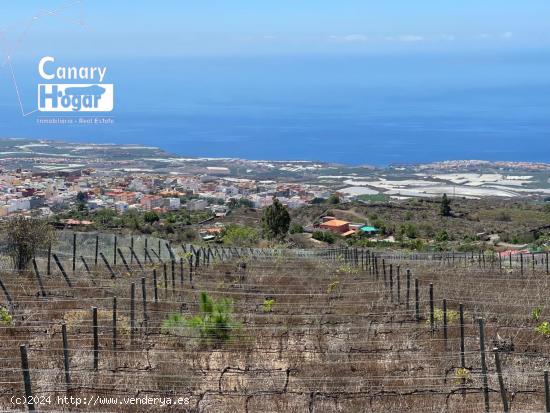  Finca de viñedos con casa en venta en Guia de Isora Tenerife - SANTA CRUZ DE TENERIFE 