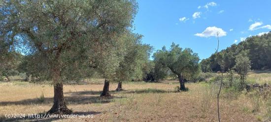 Finca de cereal con caseta - TARRAGONA