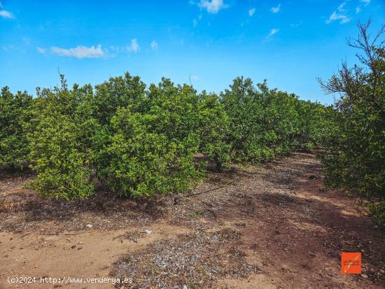  FINCA RUSTICA EN VENTA EN SANTA BARBARA (TARRAGONA) - TARRAGONA 